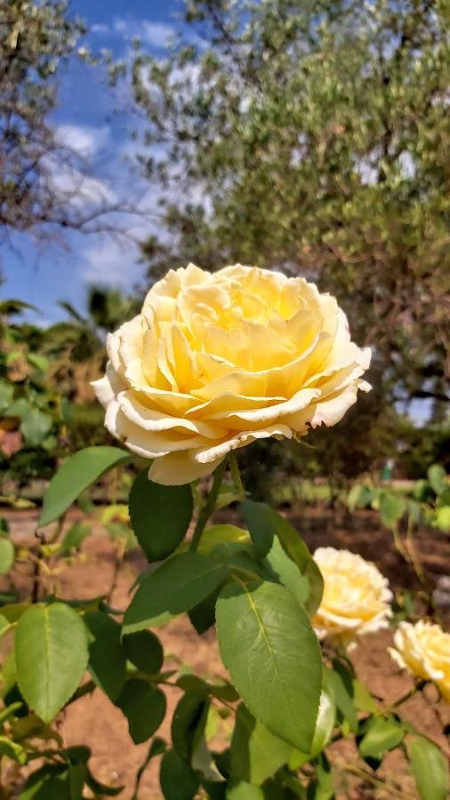 Jenny'S Garden Διαμέρισμα Βουρβουρού Εξωτερικό φωτογραφία